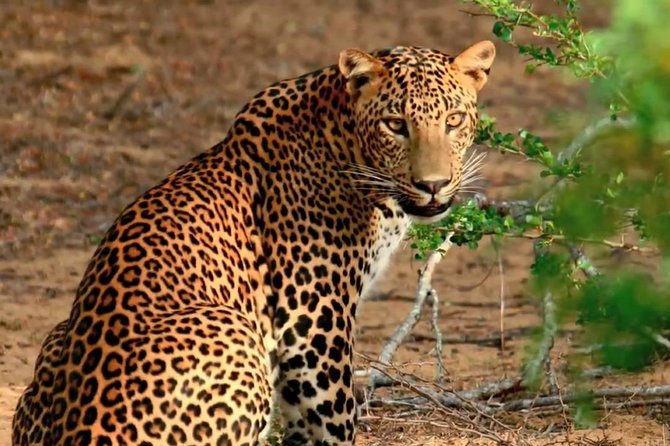 Yala Safari from Hambantota Port by BTM - Private & All Inclusive - Key Things That Make This Yala Safari Worth Your Time