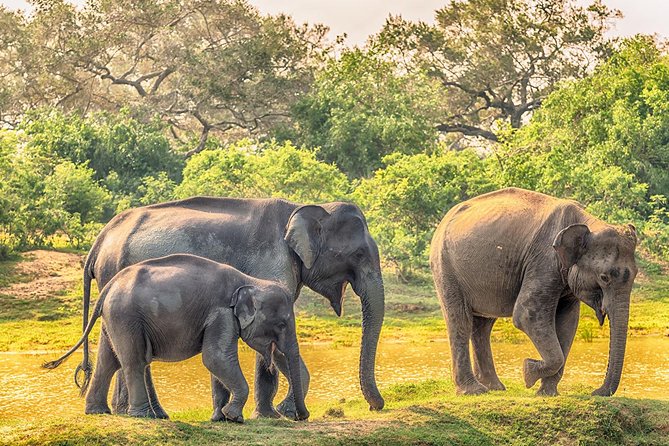 Yala Safari from Hambantota Port by BTM - Private & All Inclusive - From Hambantota Port to Yala: the Smoothest Part Is the Start