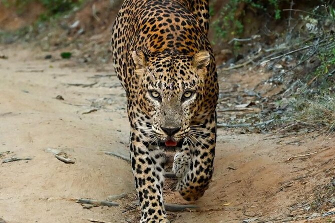 Yala Safari Half Day Tour - Key things I’d plan for before you go