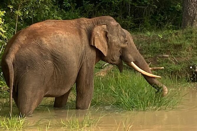 Yala Safari Half Day Tour - Yala National Park, Block 1 or 5, and why that choice helps