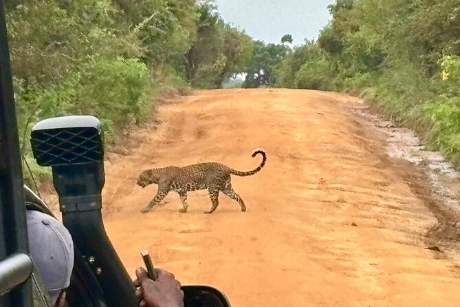 Yala Safari Half Day Tour - The safari game plan: what you’re really paying for