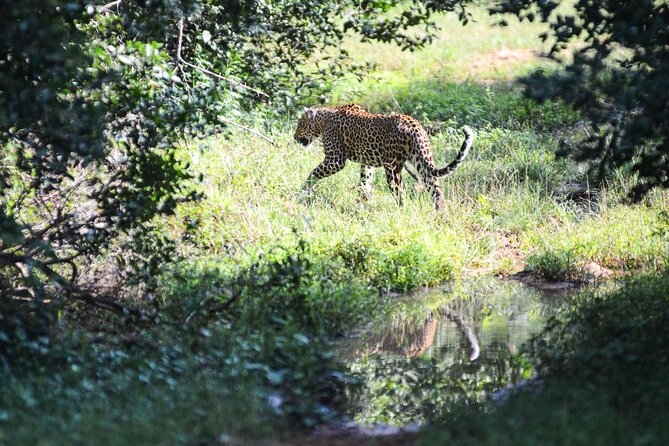 Yala Safari Half Day Tour - Other wildlife and the bonus surprises
