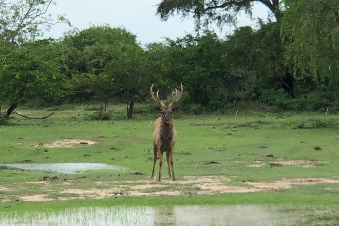 Yala Safari Half Day Tour - Pickup, meeting point, and the practical side of starting smoothly