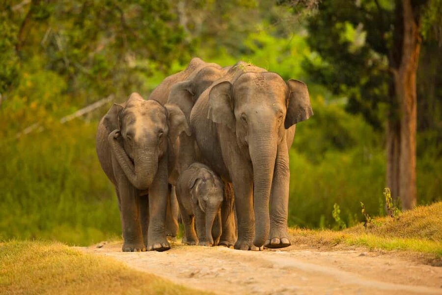 Yala Safari: High-Luxury PRIVATE Tours with Entry Tickets - Key points before you go
