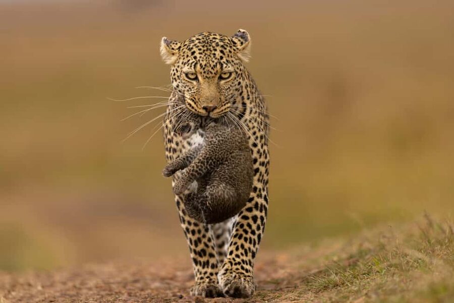 Yala Safari: High-Luxury PRIVATE Tours with Entry Tickets - Getting picked up around Kotapola, and how “private” changes your day