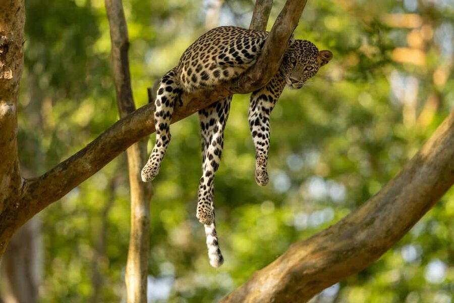 Yala Safari: High-Luxury PRIVATE Tours with Entry Tickets - The safari schedule: the wildlife viewing window you’ll actually feel