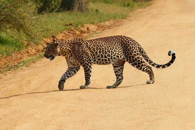 Yala Safari Private Day Tour From Kaluthara/Beruwala/Bentota/Kosgoda/Ahungalla - Key highlights I’d plan around