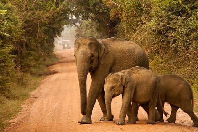 Yala Safari Private Day Tour From Kaluthara/Beruwala/Bentota/Kosgoda/Ahungalla - Your day plan: 4:00 am morning safari vs 8:30 am afternoon safari