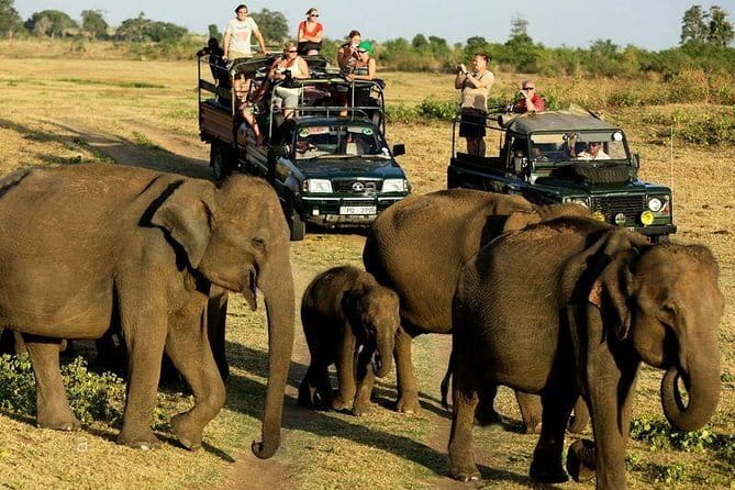 Yala Safari Private Day Tour From Kaluthara/Beruwala/Bentota/Kosgoda/Ahungalla - Comfort, language support, and who this tour fits best