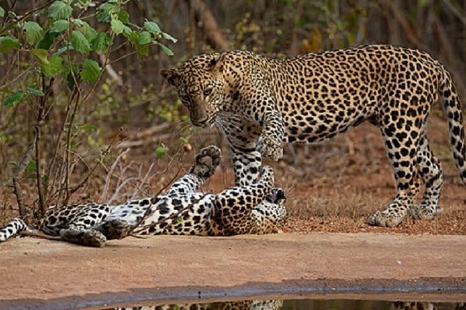 Yala Safari Private Day Tour From Kaluthara/Beruwala/Bentota/Kosgoda/Ahungalla - Pickup and the ride: luxury car comfort where it counts