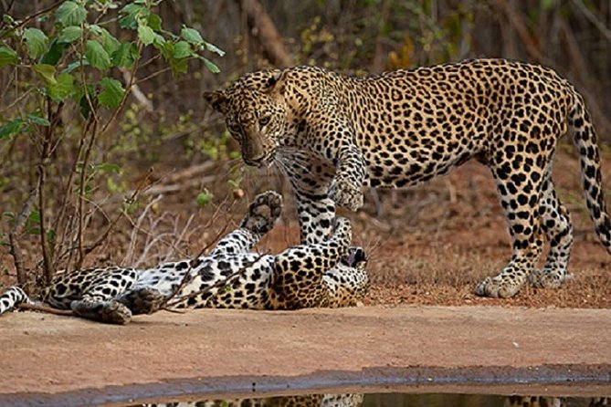 Yala Safari Private Day Tour Kaluthara/Beruwala/Bentota/Kosgoda/Ahungalla - Key Things to Know Before You Go