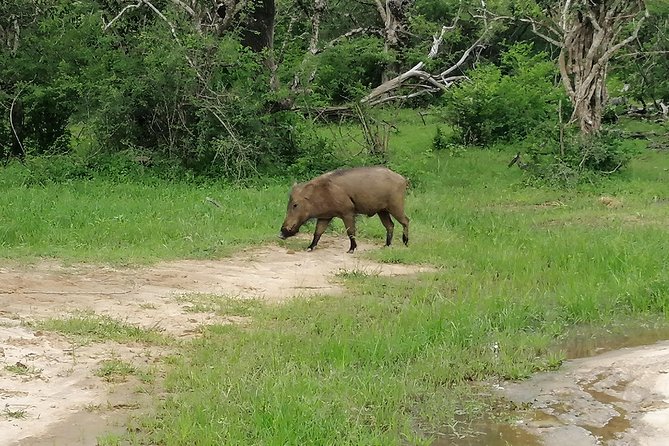 Yala Safari Private Day Tour Kaluthara/Beruwala/Bentota/Kosgoda/Ahungalla - Bentota Area Starts, Yala Delivers