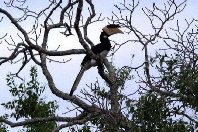 Yala Safari Private Day Tour Kaluthara/Beruwala/Bentota/Kosgoda/Ahungalla - What You Can Realistically Expect to See in Yala