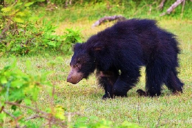 Yala Safari Private Day Tour Kaluthara/Beruwala/Bentota/Kosgoda/Ahungalla - Who This Tour Suits Best