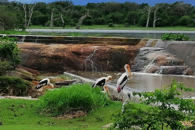 Yala Safari Private Day Tour Kaluthara/Beruwala/Bentota/Kosgoda/Ahungalla - Private Transfers: Comfort, Time, and the Little Wins
