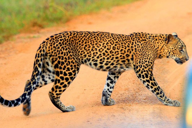Yala Safari Private Day Trip from Bentota and Kalutara Areas - Key Highlights You’ll Care About