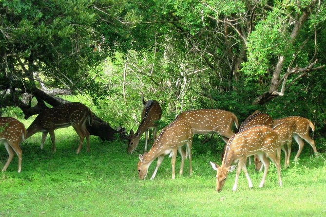 Yala Safari Private Day Trip from Bentota and Kalutara Areas - Yala From Bentota: Why This Private Setup Makes Sense