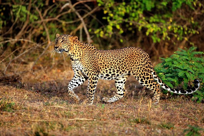 Yala Safari Private Day Trip from Bentota and Kalutara Areas - Getting There Comfortably: Transfers That Save You Effort