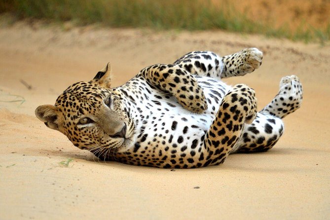 Yala Safari Private Day Trip from Bentota and Kalutara Areas - The Wildlife Targets: What You Can Hope For, Realistically
