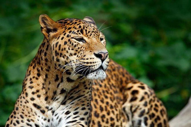 Yala Safari Private Day Trip from Bentota and Kalutara Areas - Timing, Tickets, And The Stuff That Saves Your Day