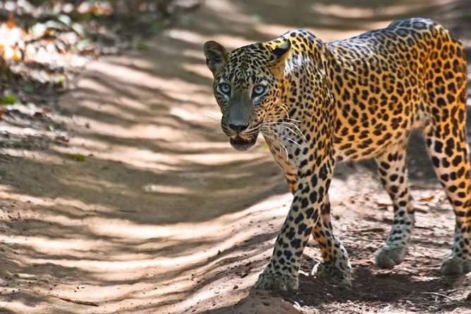 Yala Safari Private Day Trip from Bentota and Kalutara Areas - The 4:30 am Start, And Why It’s Not Just Early For Fun