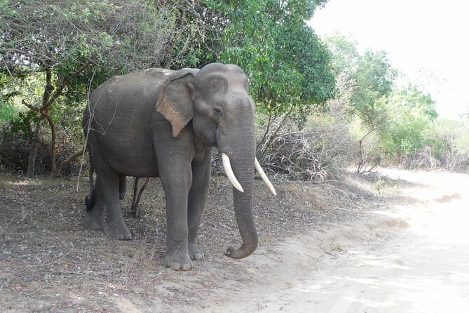 YALA SAFARI TOUR from Galle/Mirissa/Matara/Tangalle/Ella & More.. - Yala National Park: Why This Place Makes Safari Fans Happy