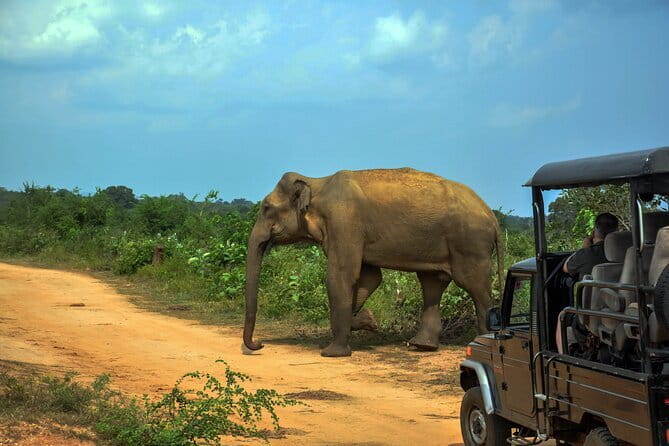 YALA SAFARI TOUR from Galle/Mirissa/Matara/Tangalle/Ella & More.. - Pickup, Drop-Off, and the South Coast Advantage
