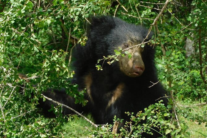 YALA SAFARI TOUR from Galle/Mirissa/Matara/Tangalle/Ella & More.. - Price and the Real Cost of a Leopard Day