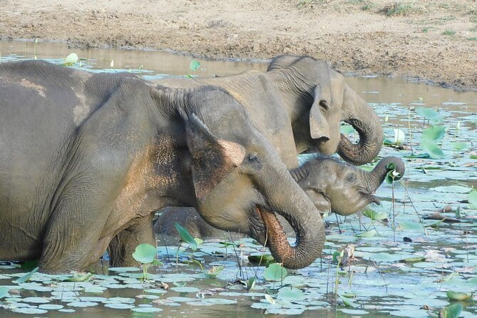 YALA SAFARI TOUR from Galle/Mirissa/Matara/Tangalle/Ella & More.. - What You’ll Actually Do Inside the Park (Not Just “Look for Animals”)
