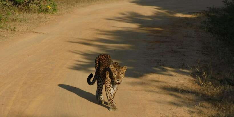 Yala Safari Tour from Hambantota Port area (Shore Excursion) - Key Yala Safari Details That Matter