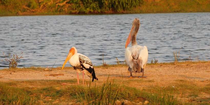 Yala Safari Tour from Hambantota Port area (Shore Excursion) - Inside Yala National Park: Photo Stops, Wildlife Scanning, and Jeep Tactics