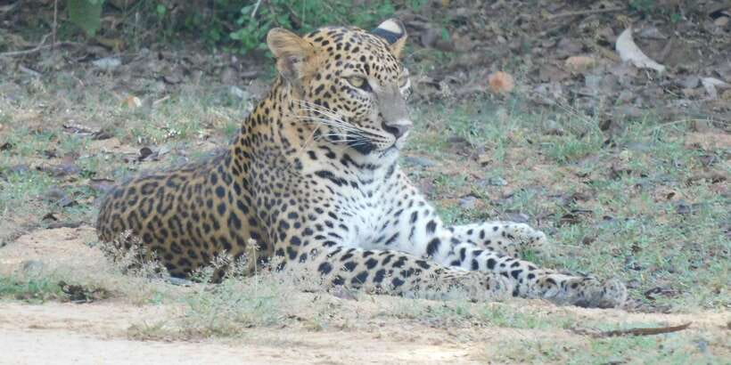 Yala Safari Tour from Hambantota Port area (Shore Excursion) - What You’re Most Likely to See: Elephants, Birds, and the Leopard Question