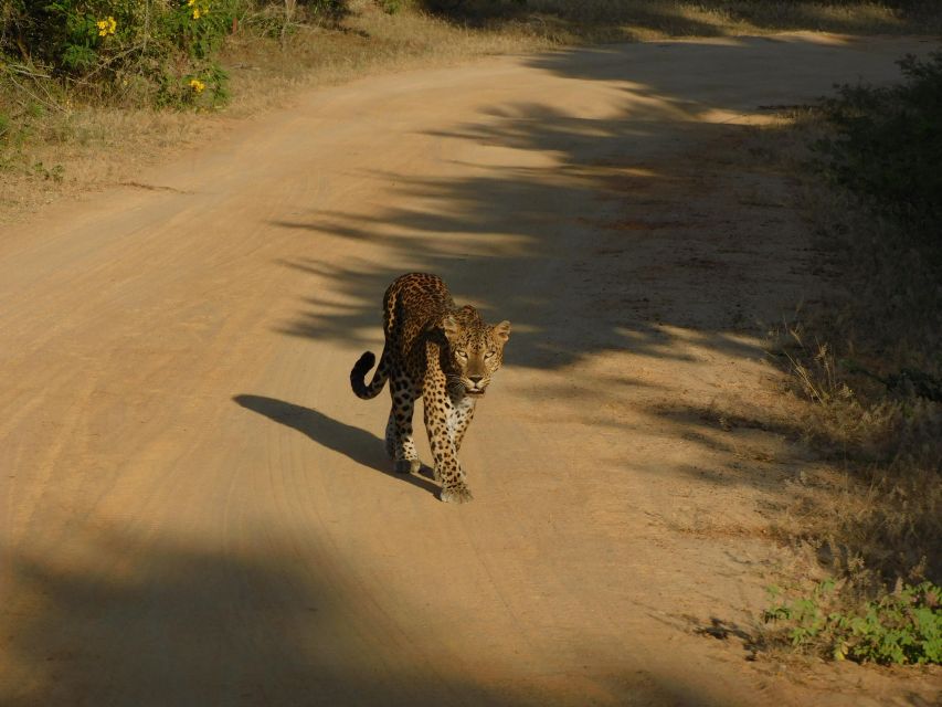 Yala Safari Tour from Hambantota Port area (Shore Excursion) - Who This Safari Fits Best