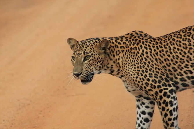 Yala Safari Tour from Hambantota Port by Ajith Safaris - Palatupana Break: Restrooms, Refreshments, and Buffer-Zone Views