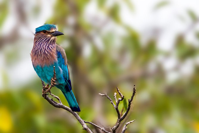 Yala Safari Tour from Hambantota Port by Ajith Safaris - Second Yala Safari Session for More Action