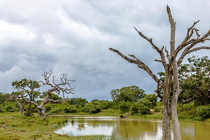 Yala Safari Tour from Hambantota Port by Ajith Safaris - What to Bring (So The Safari Part Feels Easy)