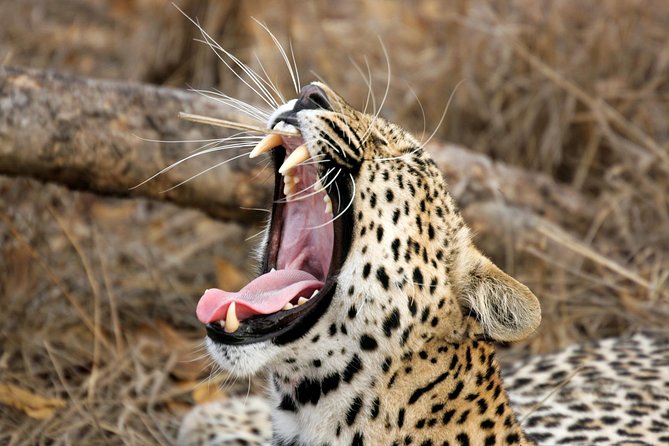Yala Safari Tour from Hambantota Port (Shore Excursion) - Key points before you go