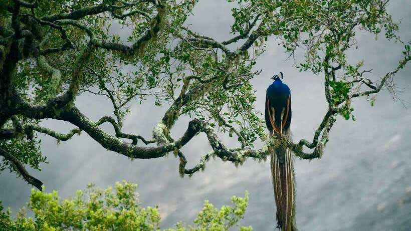 YALA SAFARI TOUR from TANGALLE/HIRIKETIYA/MIRISSA/GALLE - Wildlife odds: leopards, elephants, crocs, and the “in-between” animals