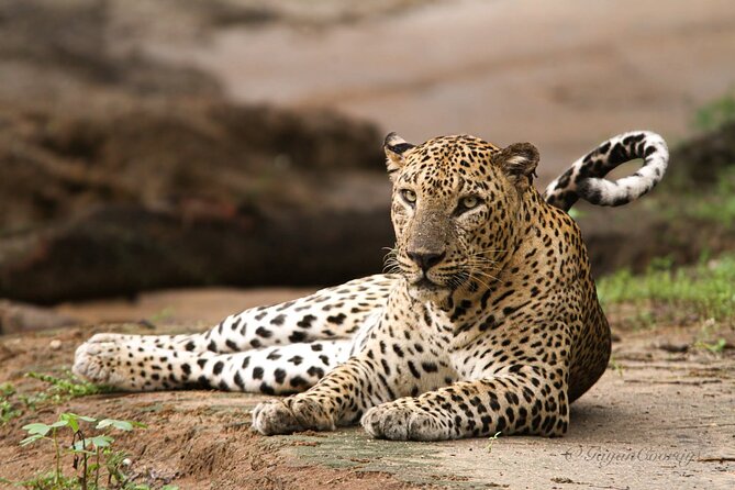 Yala safari Tours Morning /Afternoon /Fullday - Key highlights before you go