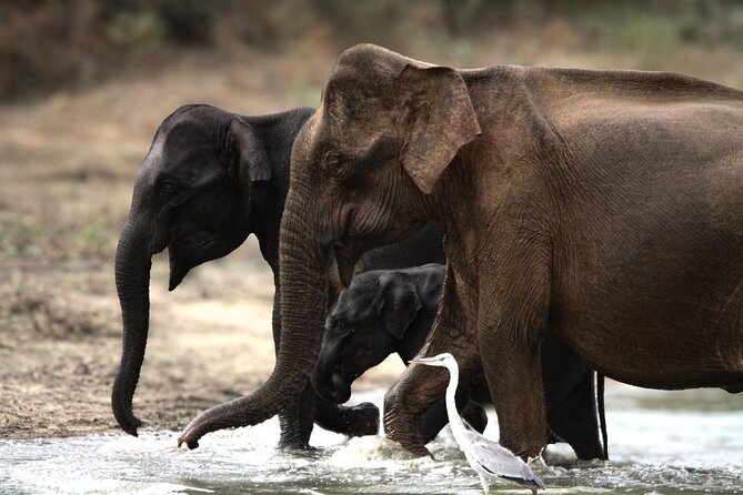 Yala safari Tours Morning /Afternoon /Fullday - Early departure and the push to be first in Yala National Park
