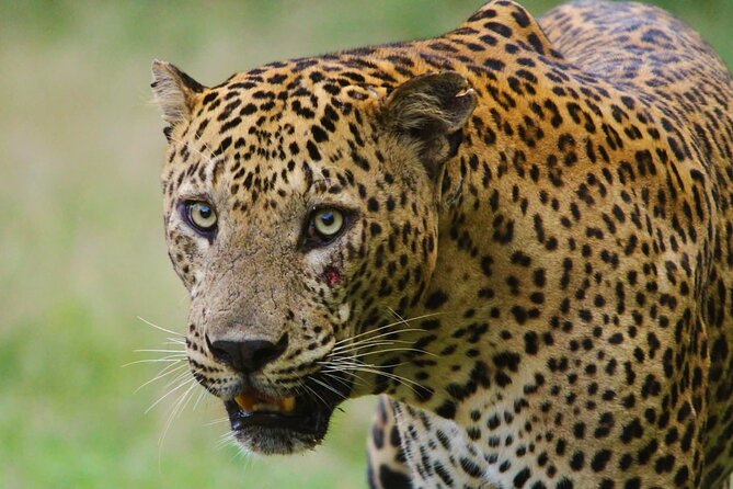 Yala safari Tours Morning /Afternoon /Fullday - Wildlife odds in Yala: leopards first, then elephants, crocodiles, and more