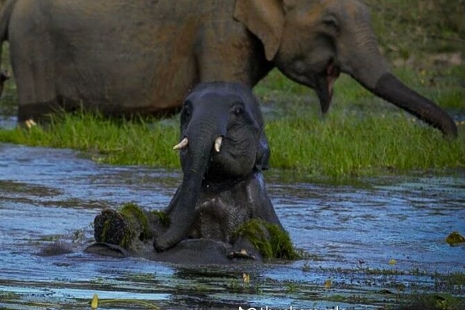 Yala safari Tours Morning /Afternoon /Fullday - Morning, afternoon, or full-day: how the day is likely to flow