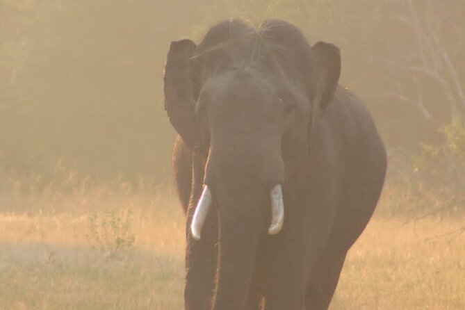 Yala safari Tours Morning /Afternoon /Fullday - Price value: $36.41 includes jeep fees, but entrance may be separate