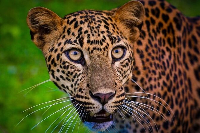 Yala safari Tours Morning /Afternoon /Fullday - What affects your results: group size, weather, and search time