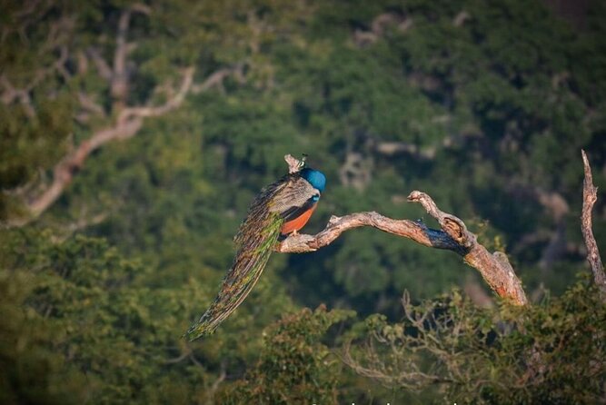 Yala safari Tours Morning /Afternoon /Fullday - Who this Yala safari suits best