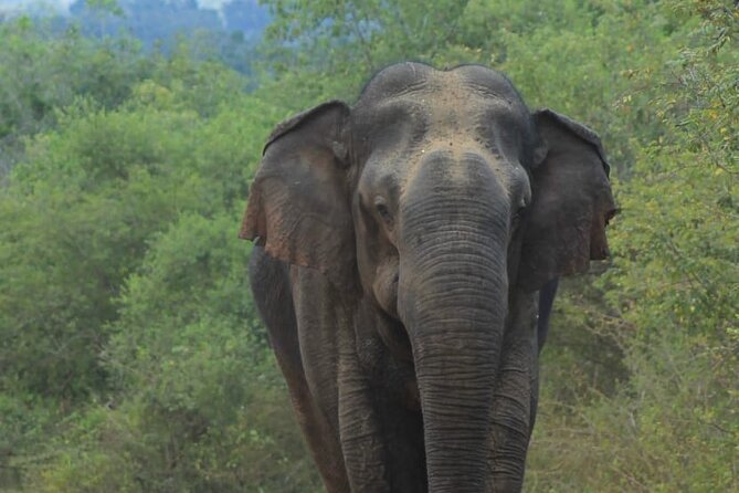 Yala safari Tours Morning /Afternoon /Fullday - Jeep time with a driver-tracker, not just a driver